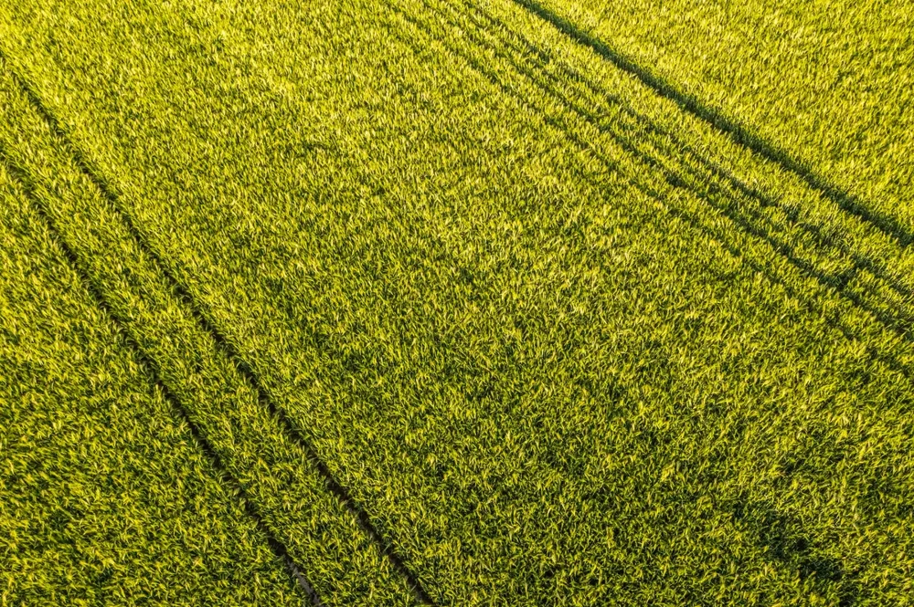Lotniczy widok na rozległe zielone pole z wyraźnymi śladami rolniczych kolein