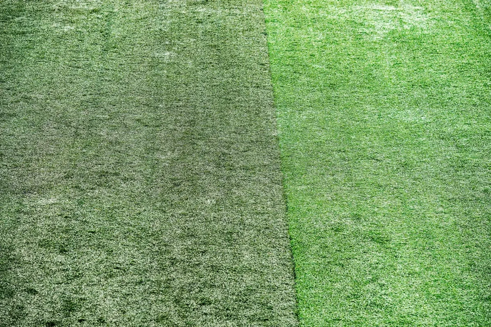 Dwukolorowy trawnik z widocznymi pasami po koszeniu trawników