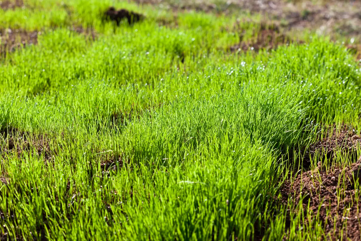 Młody, świeżo wykiełkowany trawnik na równym, przygotowanym podłożu – sianie trawy