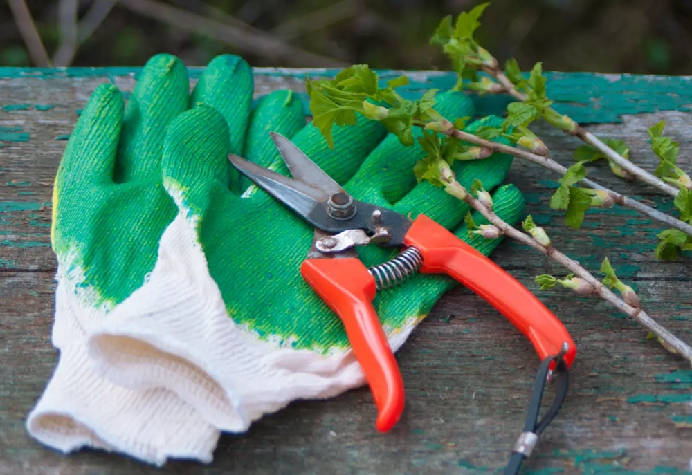 Rękawice robocze i sekator do przycinania drzew na drewnianej ławce obok świeżo przyciętych gałązek