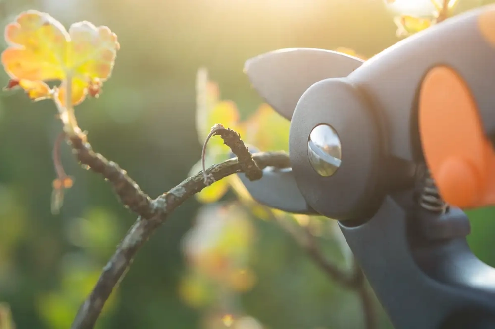 Sekator tnący suchą gałąź podczas przycinania drzew